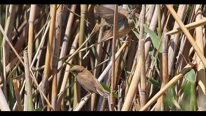 Bataklık kamışçını