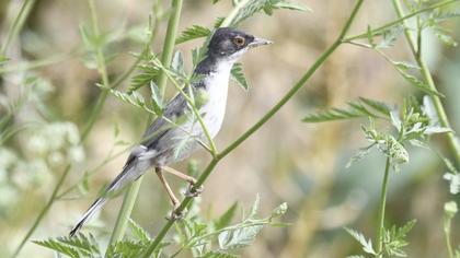 Pembegöğüslü ötleğen