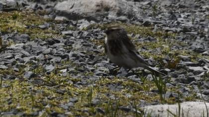 Sarıgagalı ketenkuşu