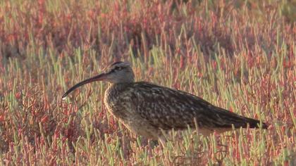 Sürmeli kervançulluğu