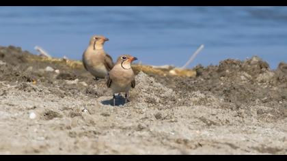 Bataklıkkırlangıcı
