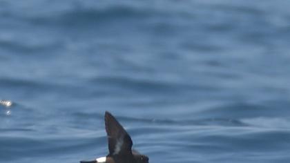 Fırtınakırlangıcı