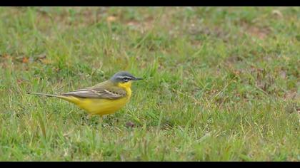 Western Yellow Wagtail