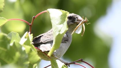 Sarıboğazlı serçe