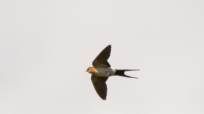 Kızıl kırlangıç