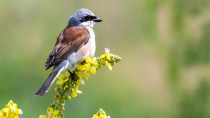 Kızılsırtlı örümcekkuşu