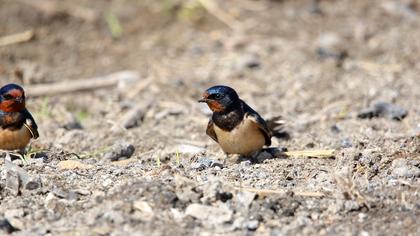 Barn Swallow