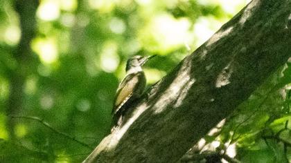 Küçük yeşil ağaçkakan