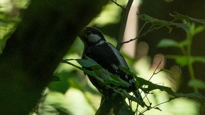 Orman alaca ağaçkakanı
