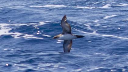 Yelkouan Shearwater
