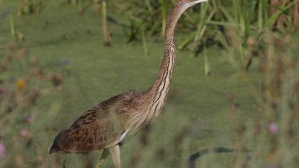 Erguvani balıkçıl