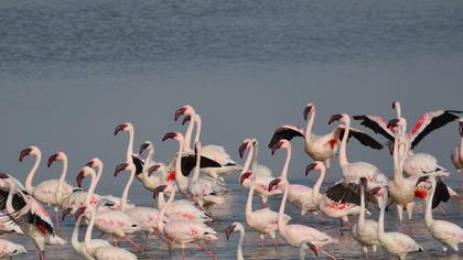 Küçük flamingo
