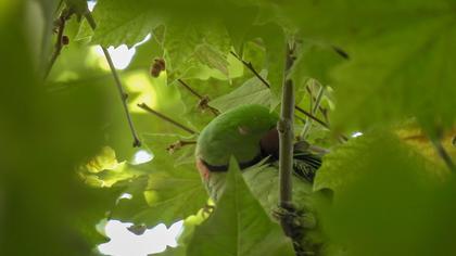 İskender papağanı