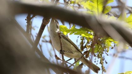 Küçük akgerdanlı ötleğen