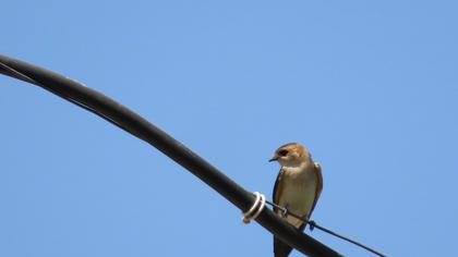 Kızıl kırlangıç