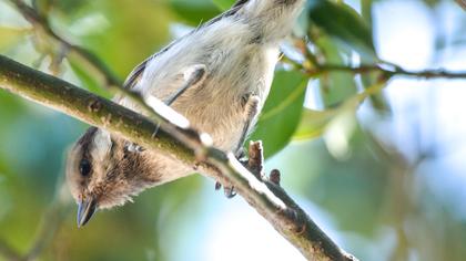 Akyanaklı baştankara