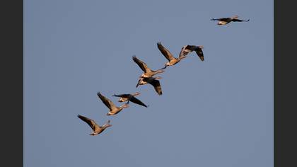 Greylag Goose
