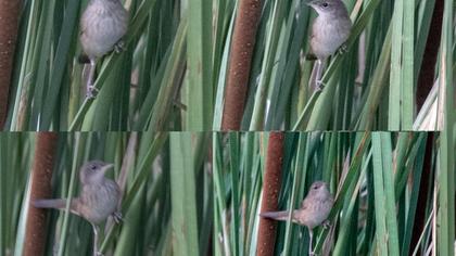 Ağaç kamışçını