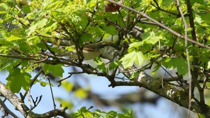 Küçük akgerdanlı ötleğen