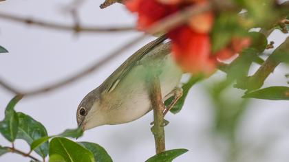 Bıyıklı ötleğen