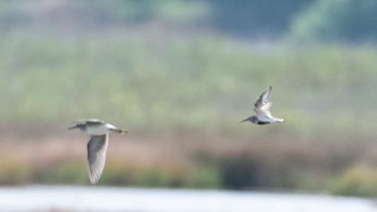 Karakarınlı kumkuşu