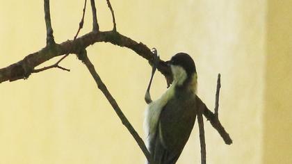Akyanaklı baştankara