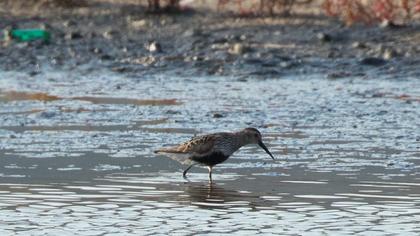 Karakarınlı kumkuşu