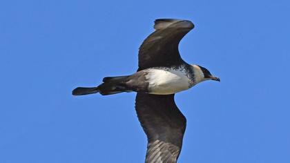 Kütkuyruklu korsanmartı