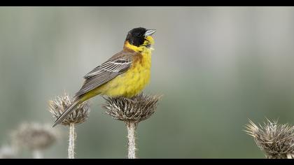 Karabaşlı kirazkuşu