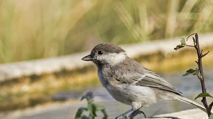 Akyanaklı baştankara