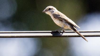 Kızılsırtlı örümcekkuşu