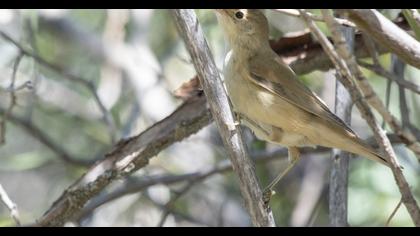 Çalı kamışçını