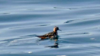 Red Phalarope