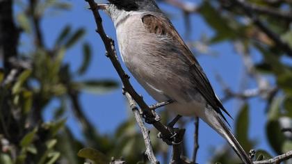 Karaalınlı örümcekkuşu
