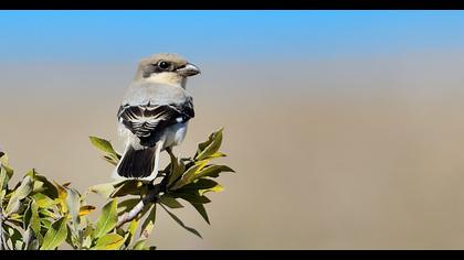Karaalınlı örümcekkuşu
