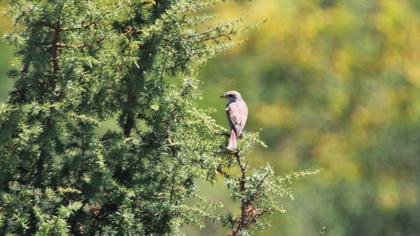 Kızılsırtlı örümcekkuşu