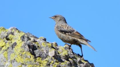 Alpine Accentor