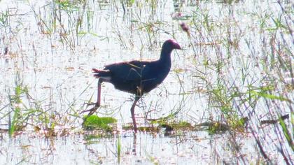 Purple Swamphen
