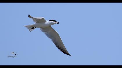 Gull-billed Tern