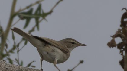Booted Warbler