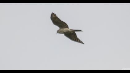 Eurasian Sparrowhawk