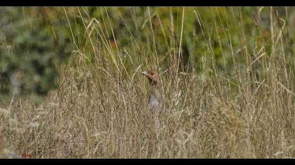 Grey Partridge