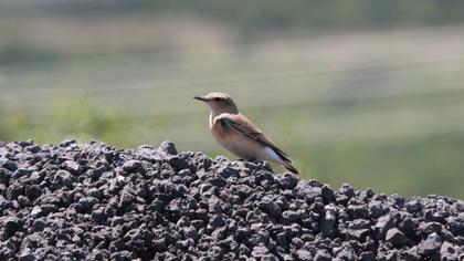 Northern Wheatear