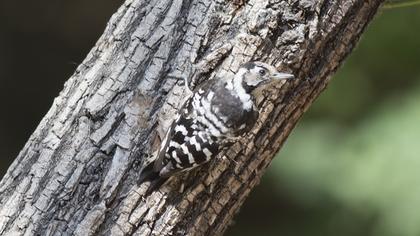 Küçük ağaçkakan