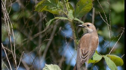 Kızılsırtlı örümcekkuşu