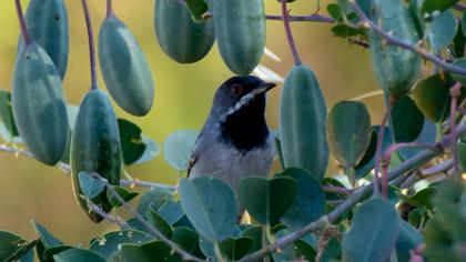 Karaboğazlı ötleğen