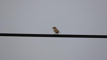 Kızılbaşlı örümcekkuşu