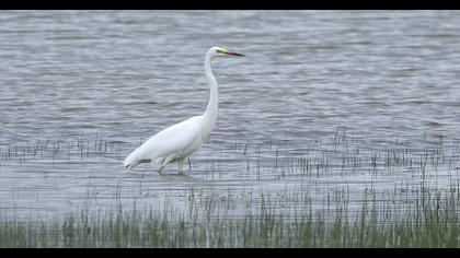 Büyük ak balıkçıl
