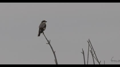 Karaalınlı örümcekkuşu