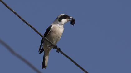 Karaalınlı örümcekkuşu